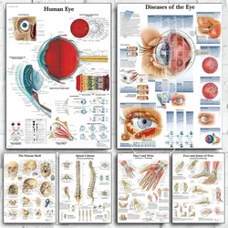 Human  Eye Anatomy Muscles System Poster Medical Educational Body Map Chart Art Picture Print Canvas Painting Clinic Wall Decor