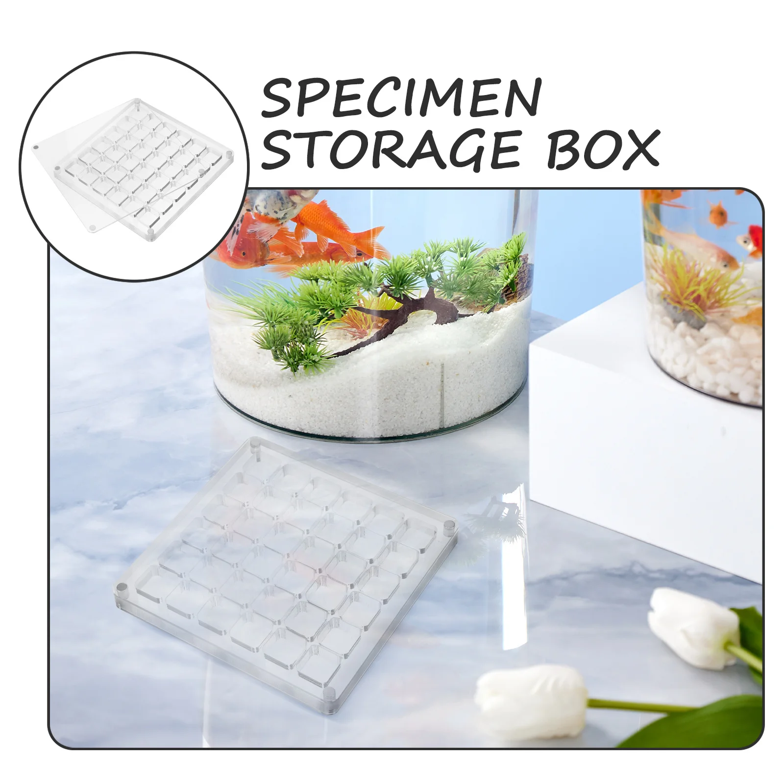 

36 Holes Acrylic Transparent Seashell Storage Organizer Box Multi-Compartment Holder for Jewelry Stones Beads Crafts