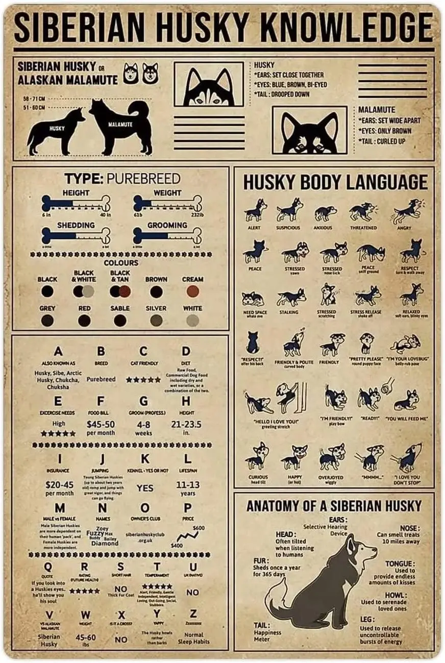 Plaques Métalliques Éducatives Husky Sibérien : Affiches Infographiques, Guide Encyclopédique Canin, pour la Maison, le Niche et les Magasins d'Articles pour Animaux
