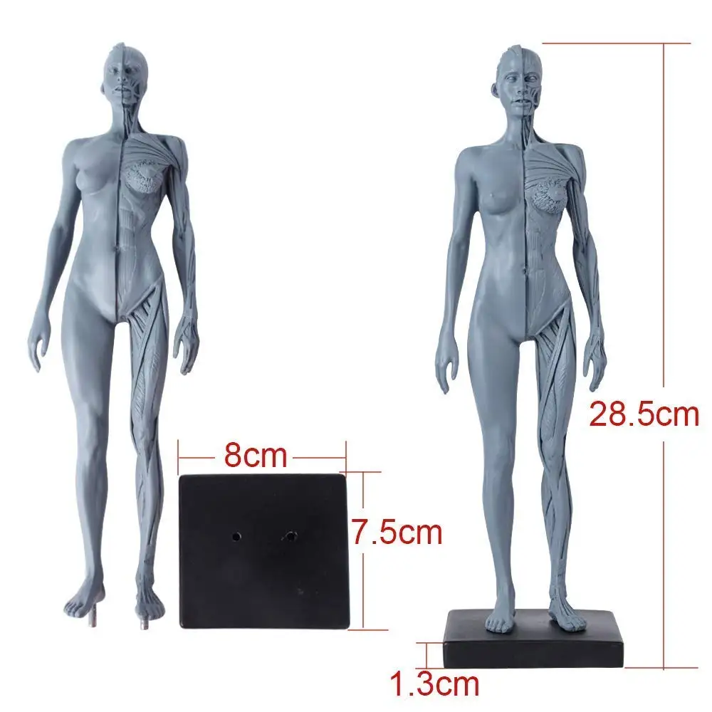 Medical Human Musculoskeletal Anatomy Model New Human Anatomy Skull Body Model Muscle Bone (30 cm) H