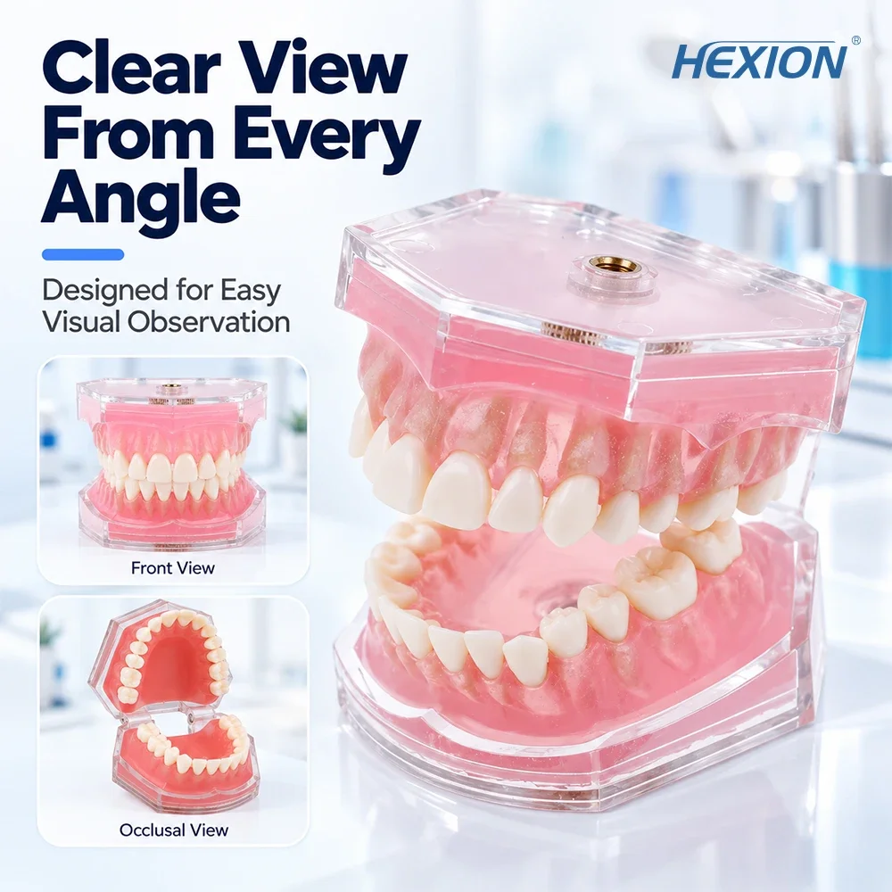 Dental Model Fit Frasaco Teeth Model Dental Teaching Model Demonstration Tooth Model Removable 32 pcs Teeth Available