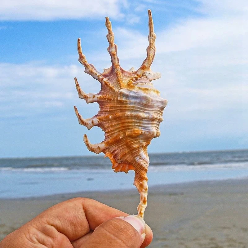 

Scorpion Snail Small Conch Shell Shell Fish Tank Landscaping Aquarium Decoration Home Accessories Window Ornaments Natural