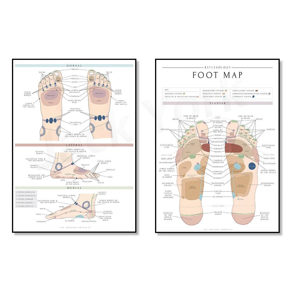 

Reflexology Foot Map/Foot Chart Print in Wall-art, Therapy Room Poster, Informative/Detailed Foot Map/Chart