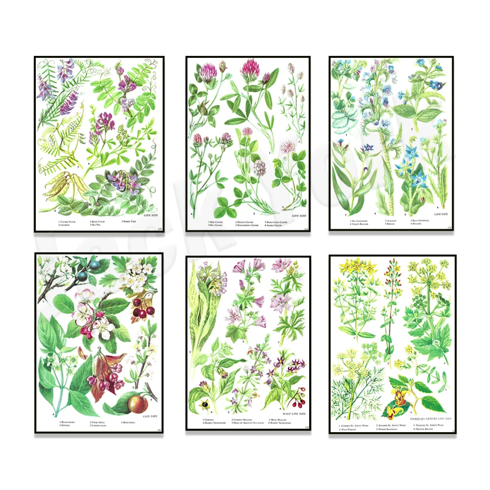 Floral poster, wild parsnip, saxifrage, willow grass, swamp rosemary, wild pansy, comfrey, mallow, vetch, sea pea plant, flowers