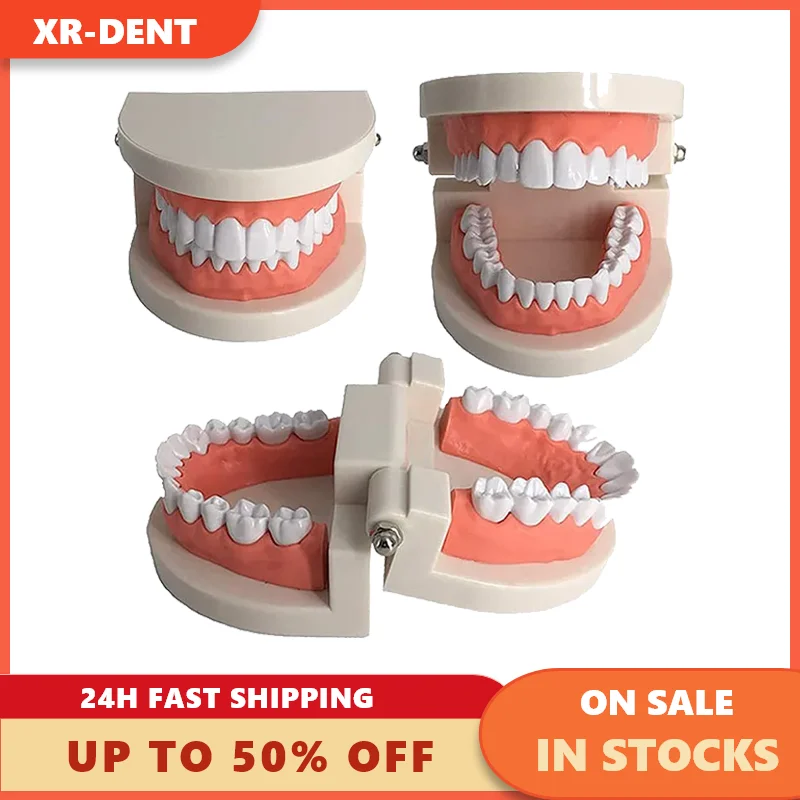 

1PC Dental Teeth Model Standard 28 Teaching Study Typodont Teeth Model For Dentist Dental Students Studying Training Model