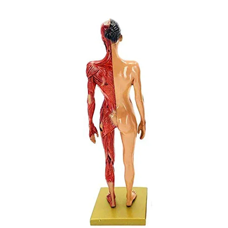 30cm Resin Female Human Body Muscle Statue Sculpture Human Anatomical Anatomy skeleton Medical Artist Drawing tools Supplies