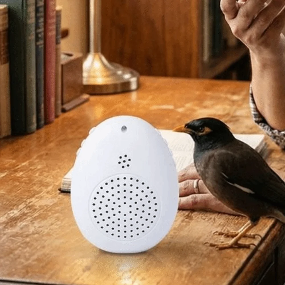 Recording Bird Learning Machine Playback Timer-Controlled Parrot Teach Talking Interactive Multi Segment Audio Source