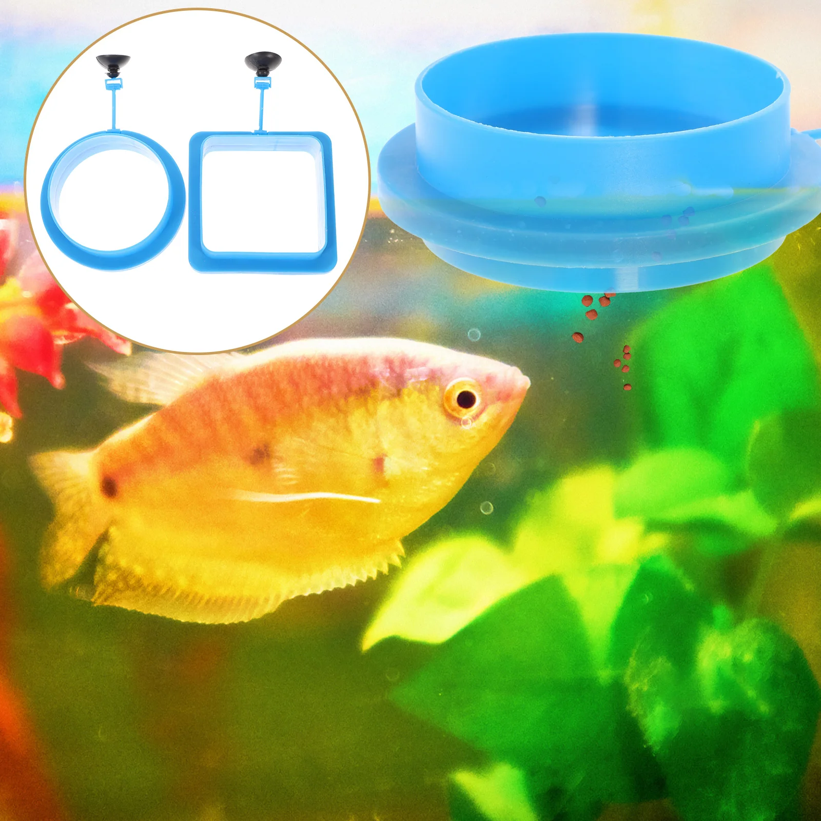 

Professional Fish Feeder Ring Tank Aquarium Feeding Rings Major Accessories Blue Circle Betta