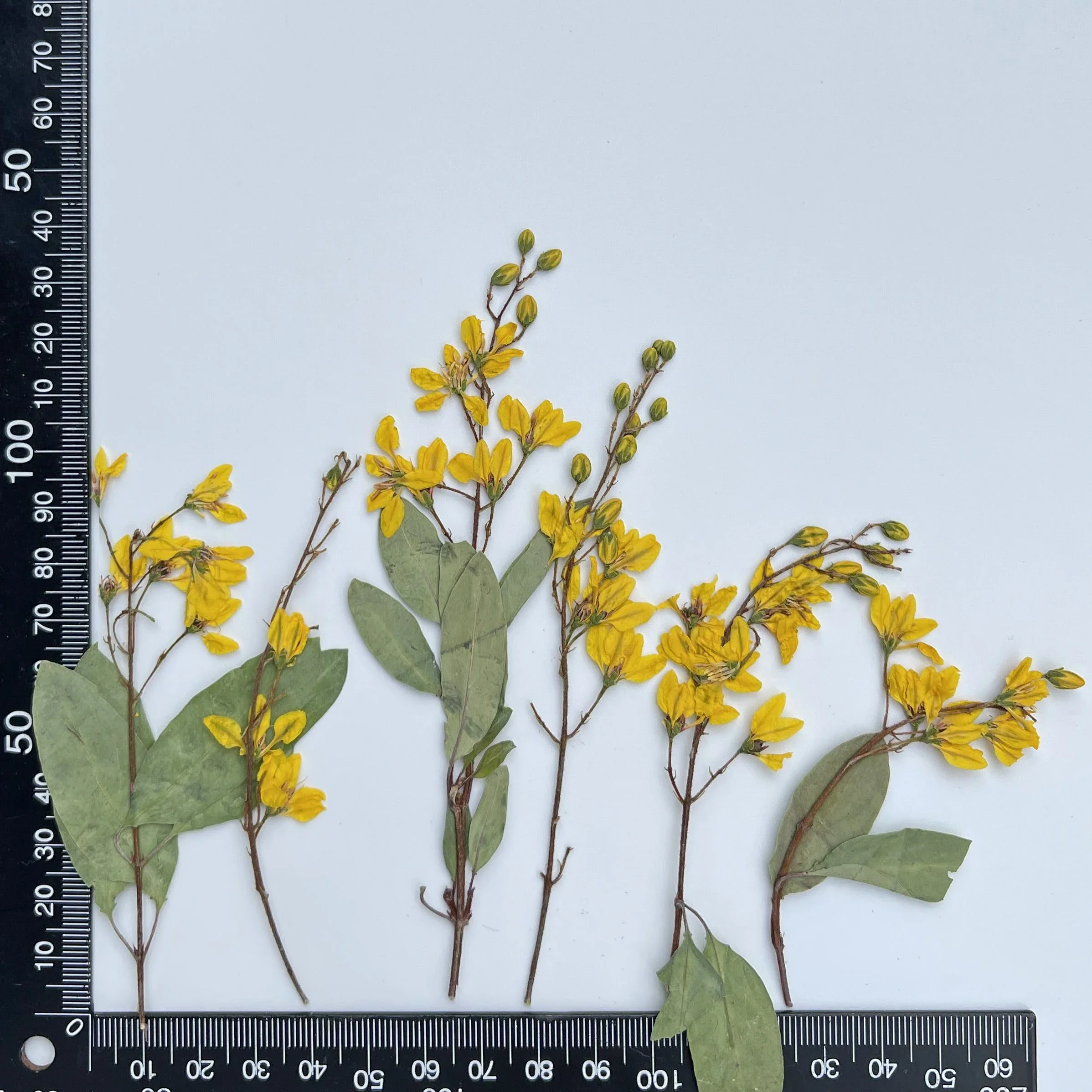 Natuurlijke droge bloemtakken, geperste bloem DIY fotolijst bladwijzer bureaulamp mobiele telefoon geval bloem materiaal, 5-15 cm/12 stuks