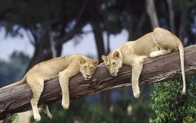 

9208E 1:10 Scale High-Speed RC Car Remote Control Off-Road Vehicle Four-Wheel Drive Toy for Adults and Boys