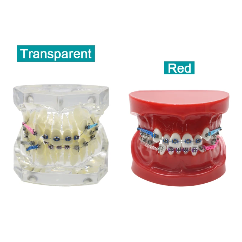 

Dental Orthodontic Teeth Model Teaching Study Gum Tooth Models with Ortho Metal Bracket Arch Wire Ligature Ties Dental Materials