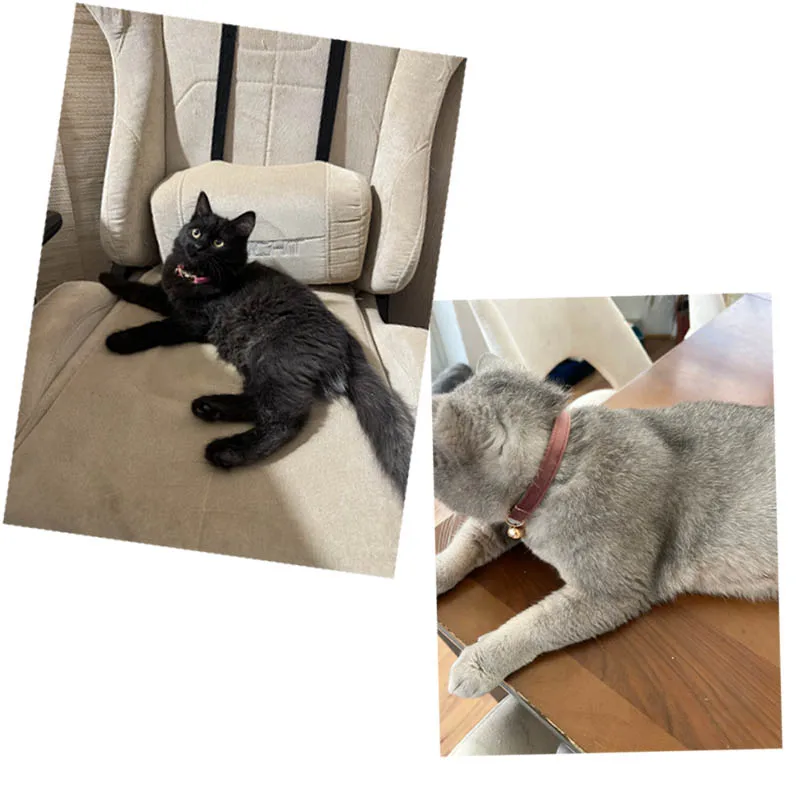 Katzenzubehör Samt-Katzenhalsband Personalisiertes Katzenhalsband mit Namensschild Glocke Fliege Individuell Gravierte Halsbänder für Katzen – Detail 2