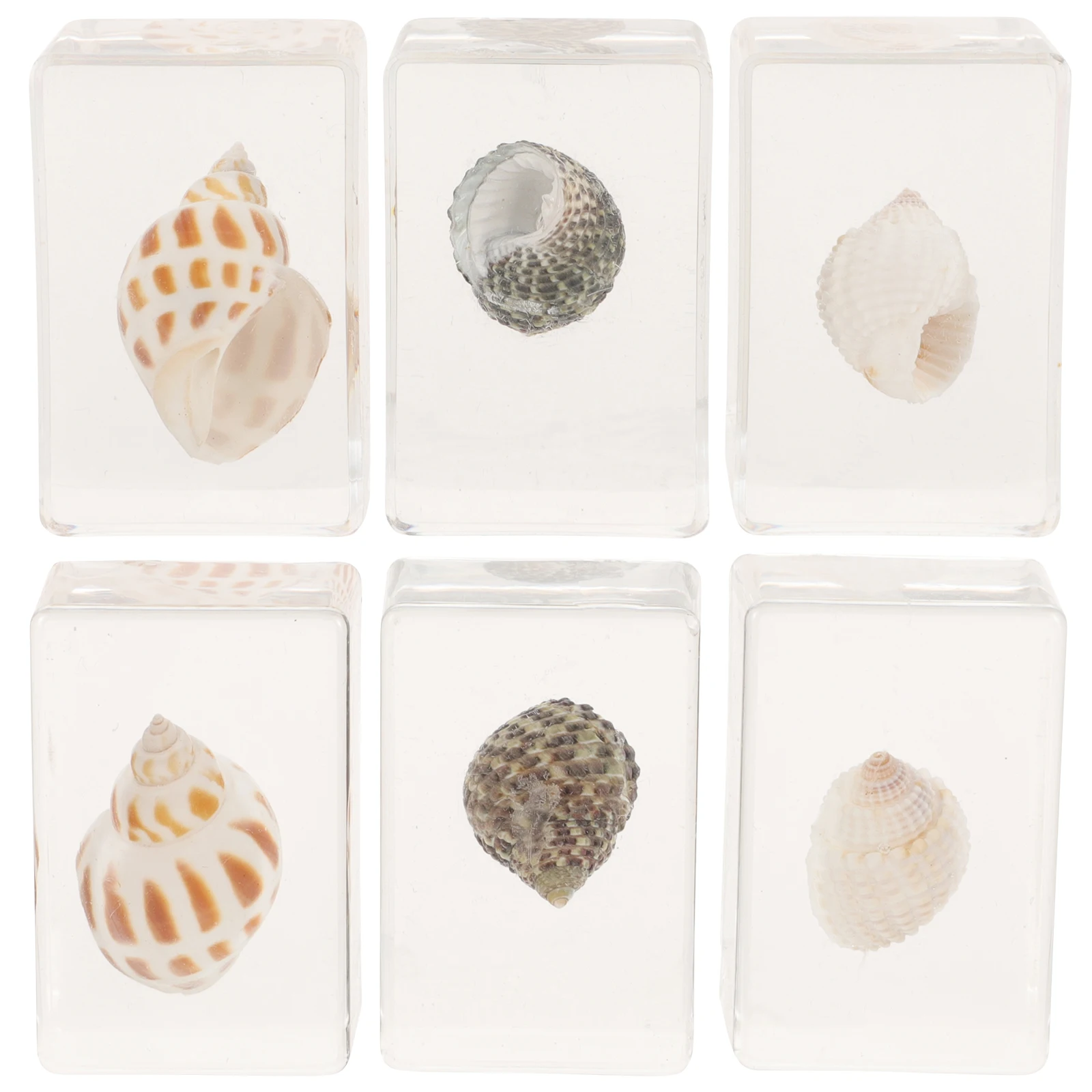 

6 Pcs Seashells Marine Biological Specimens Resin for Craft Exquisite Decor Desk Kit Ornaments Delicate Home