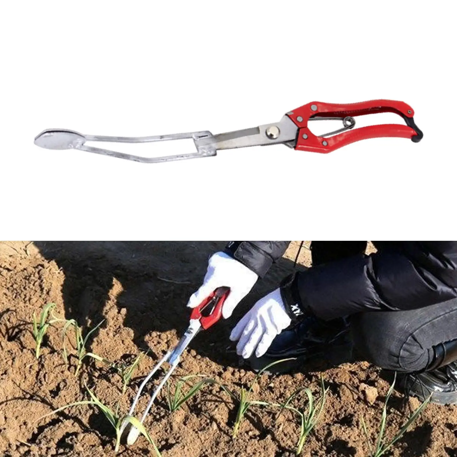 

Sweet Potato Seedling Remove Pliers Lightweight Steel Seedling Planter Tool Plant Starter Clip for Horticulture