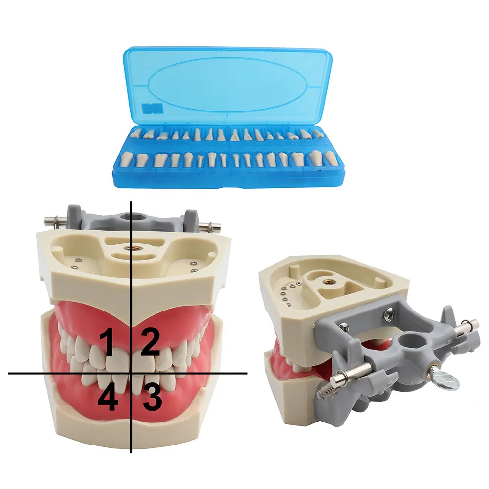 Dental Model ADC Accredited Teeth Model Dental Teaching Model Demonstration Tooth Model Removable 32 pcs Teeth Available