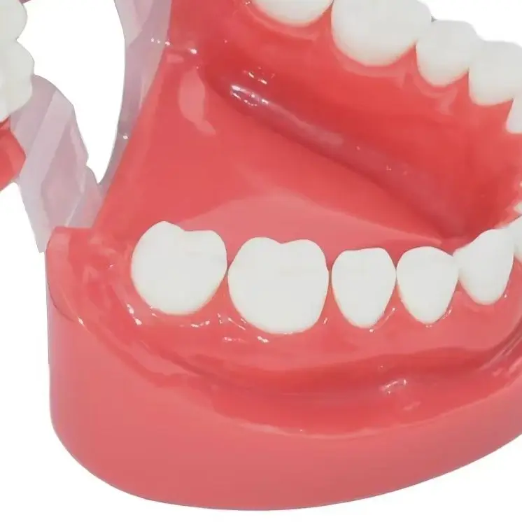 

Новая учебная модель зубов 7004: нормальная модель зубов взрослого человека для стоматологии и медицинских целей