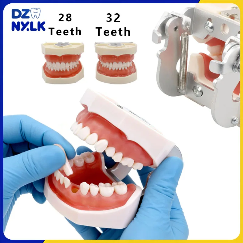 

28/32 Teeth Dental Typodont Teeth Model Soft Gum Teaching Model Dental Technician Practice Studying Training Demonstration Model