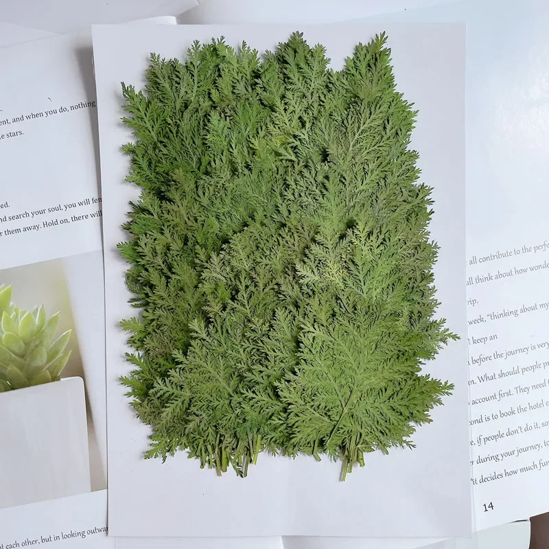 24pcs/4-6cm,Nature Pressed Artemisia annua leaf,DIY Wedding invitation Bookmark Gift Card drip glue phone case plant photo frame