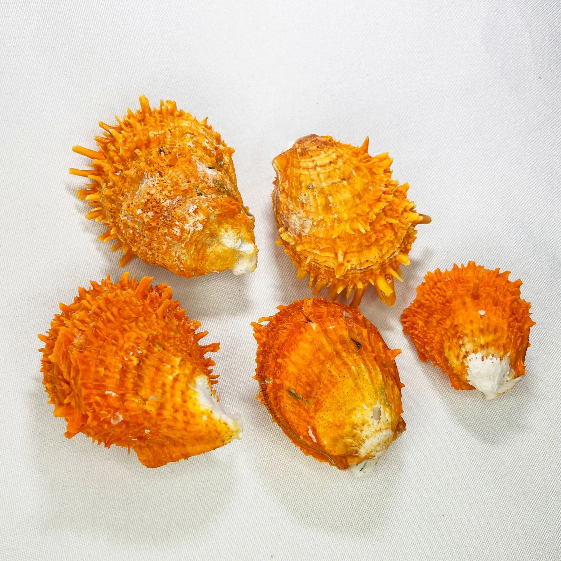 Concha Natural de Spondylus - Ostra Espinosa Dorada, Decoración para Acuario, Exhibición de Artesanía Marina, Adorno para el Hogar, Pieza de Colección de Conchas Marinas, O