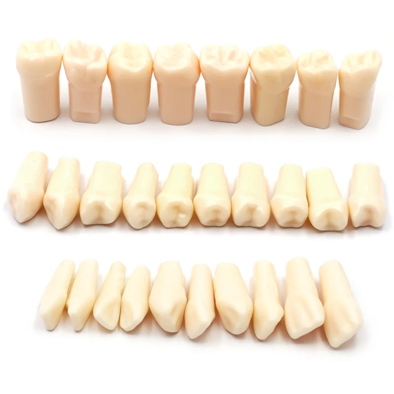 

28pcs Dental Typodont Removable Resin Teeth Model Teeth Student Practice Training Study Dentist Teaching Accessories