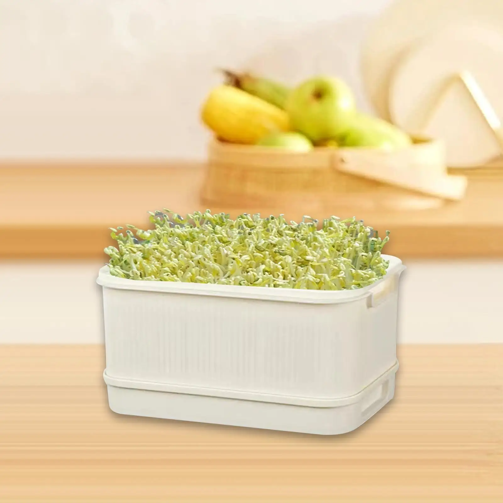 

Sprouts Tray Large Capacity Multiuse with Lids Germination Tray Planting Container for Indoor Garden Home Office Outdoor