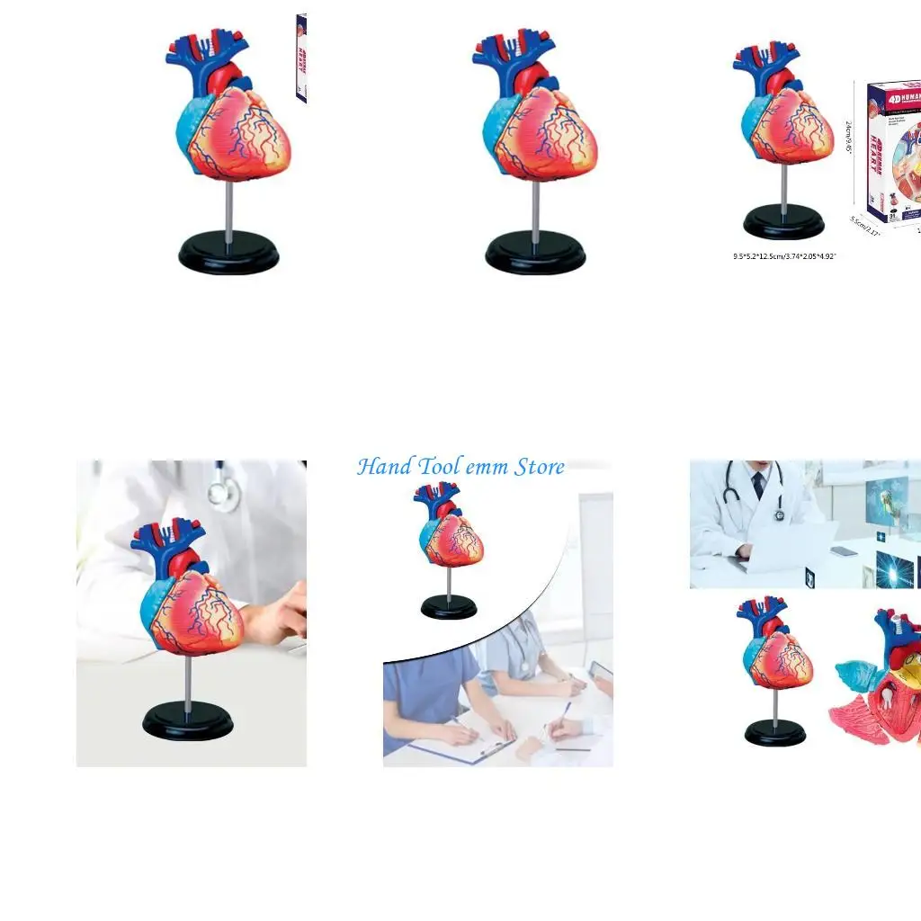 

H37F Human Anatomical Heart Model Life Size Anatomical Model, Detachable