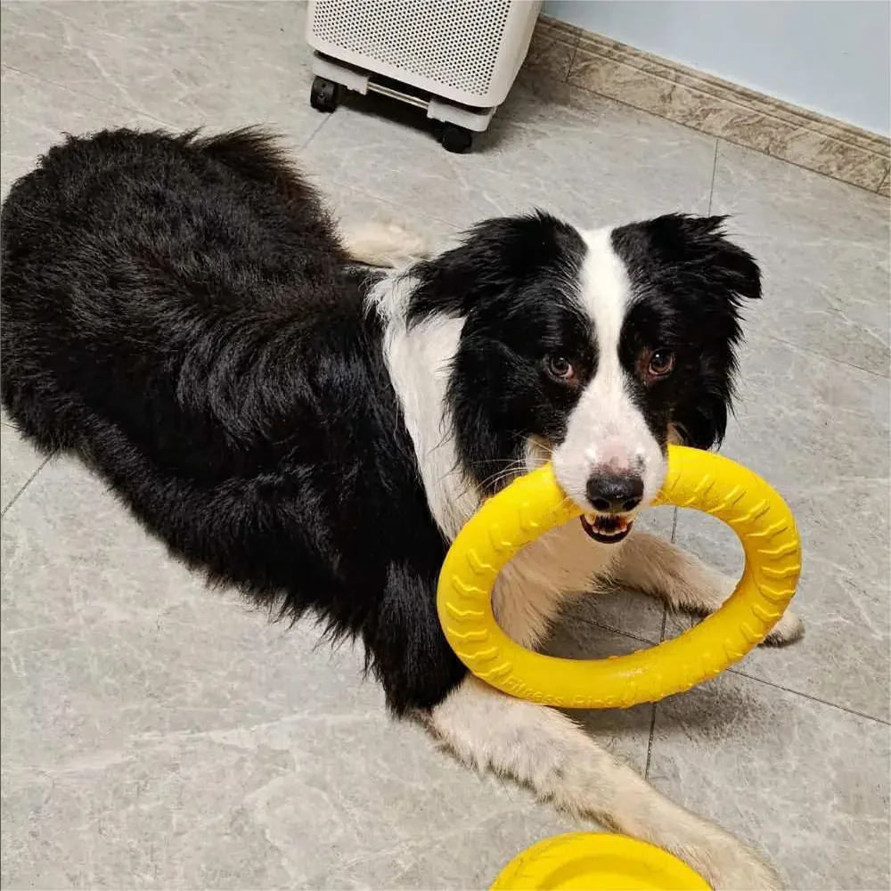 

Dog Ring Frisbeed Toys Pet Flying Disk Training Ring Puller Anti-Bite Floating Interactive Supplies Dog Aggressive Chewing Toys