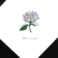 Hydrangea