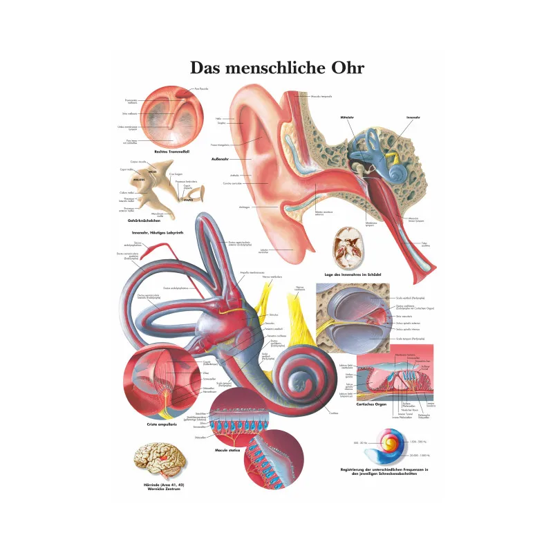 Spanish Human Ear Anatomy Anatomical Charts Posters Prints Canvas Painting Wall Art Pictures Medical Education Office Room Decor