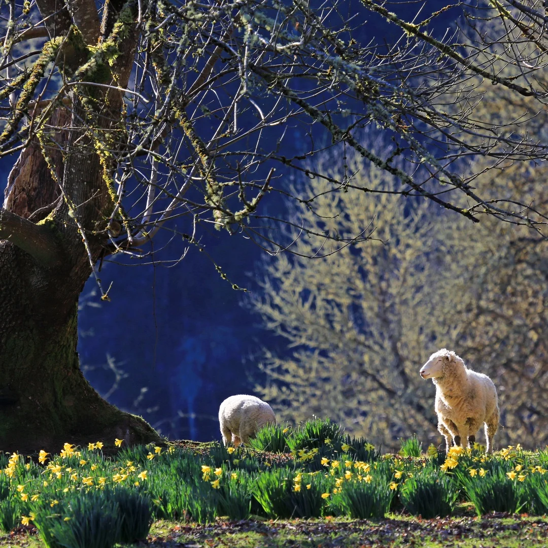 

Для Dodge Charger 2013-2022 Android беспроводной Carplay радио автомобильный GPS-навигатор стерео головное устройство мультимедийный плеер стерео авто