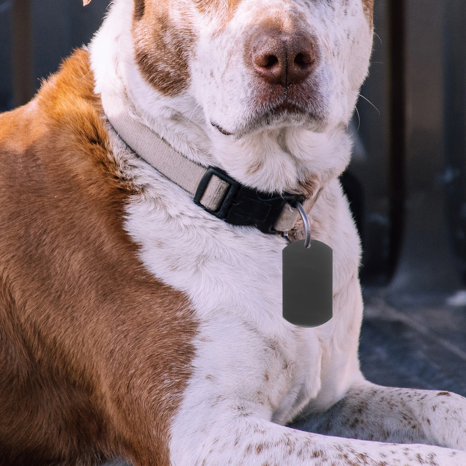 

2Pcs Stainless Steel Dog Tag Blanks Engravable Durable Pet Id Tags for Small Large Dogs Metal Tags for Pets Dog Tag