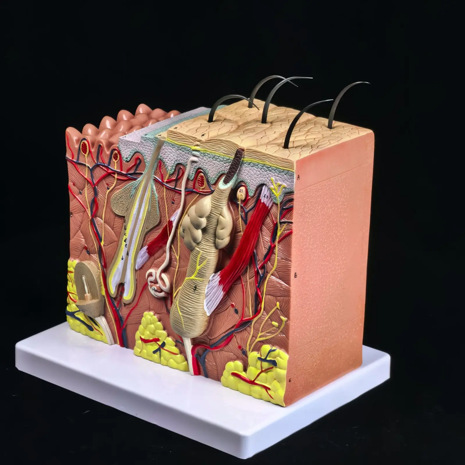 

PVC 70X Life Size Anatomical Human Skin Block Model Medical Dermatology Anatomy