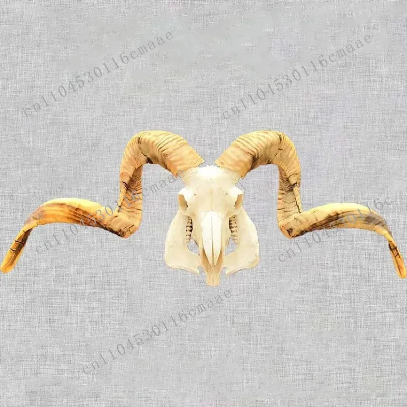 Natural Pure Sheep Skull Decorative Art Decorative Sheep Head Wall Decoration Wedding Living Room Special Resin Pendant