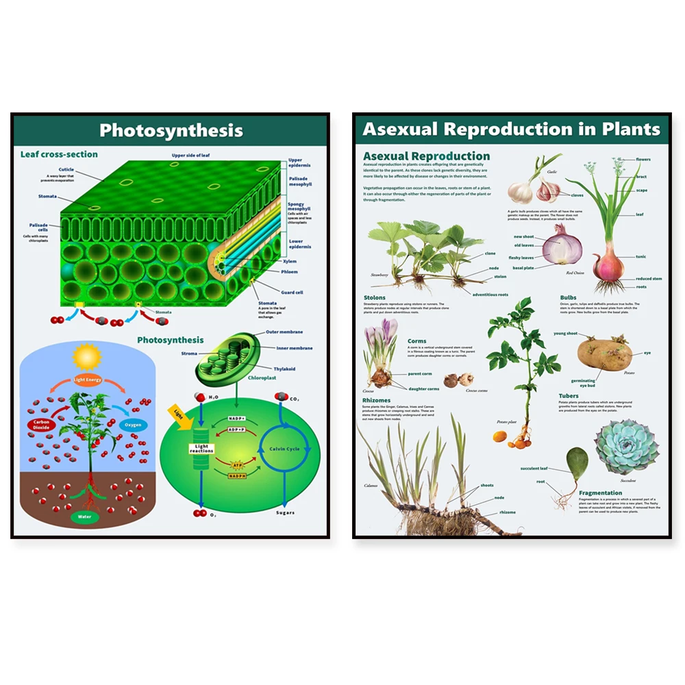 Plant asexual reproduction, plant structure, biology science posters, photosynthesis, science education classroom posters