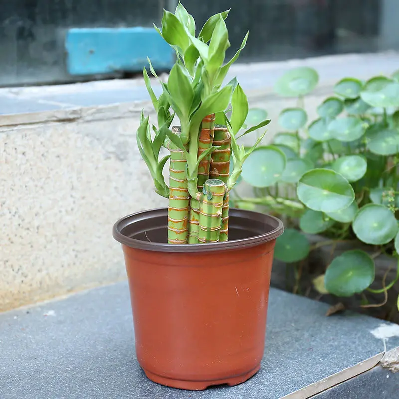 

20 шт. пластиковых цветочных горшков с 12 дренажными отверстиями, прочные, для рассады, для использования в помещении и на улице, для сада, декоративные кашпо