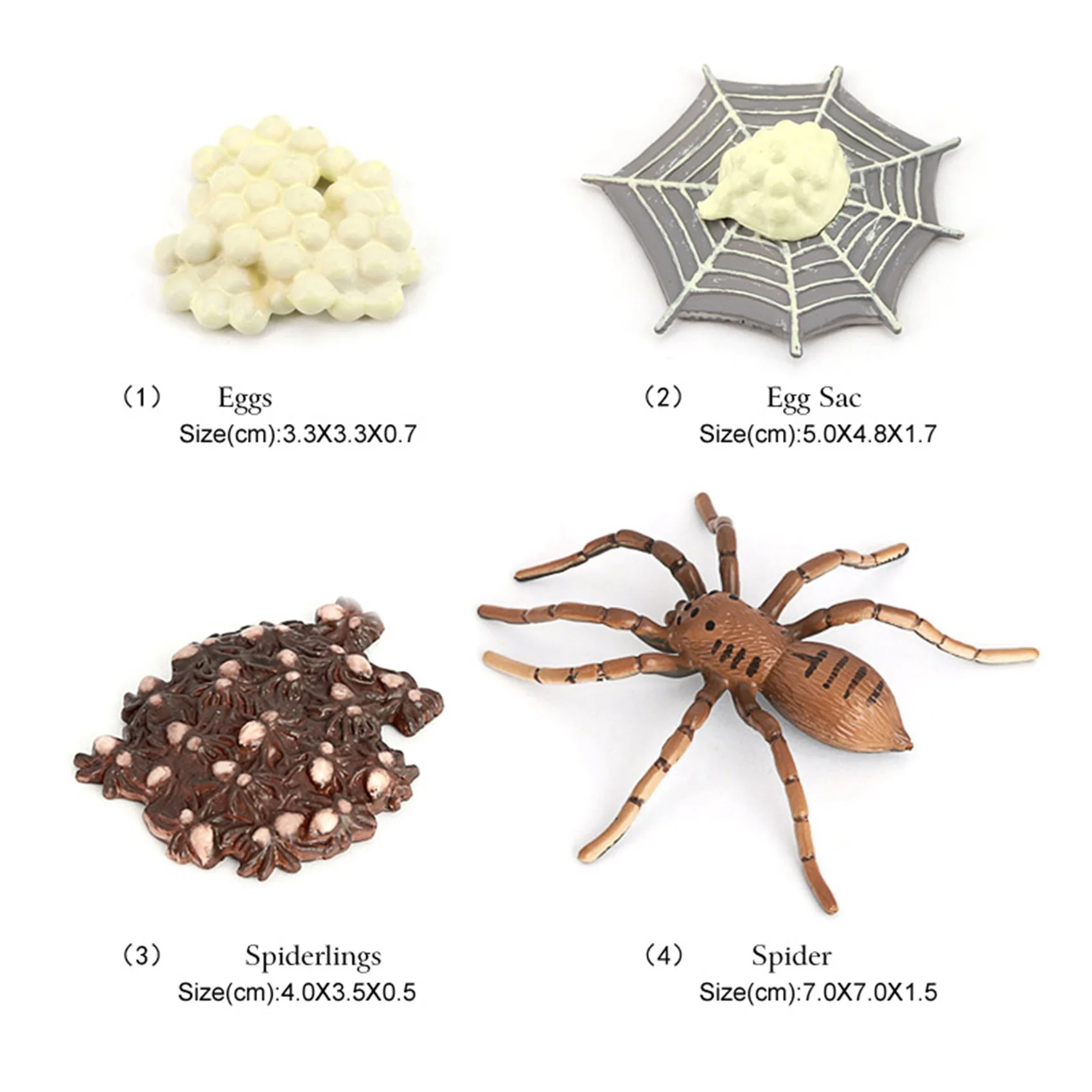 Spider Animal Life Cycle,Animals Growth Cycle Life Cycle Model,Insect Growth Cycle Model Educational Kids Toys A