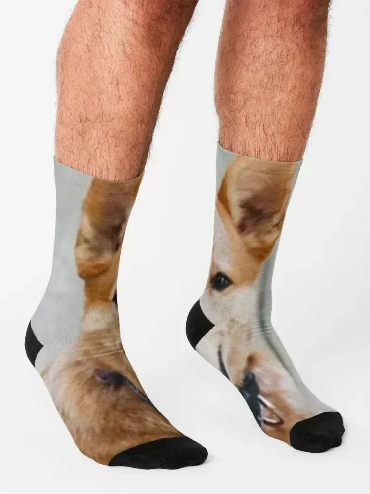 Cattle Dog - Red Heeler Socks men cotton high quality anti slip football gym sports and leisure Socks Woman Men's
