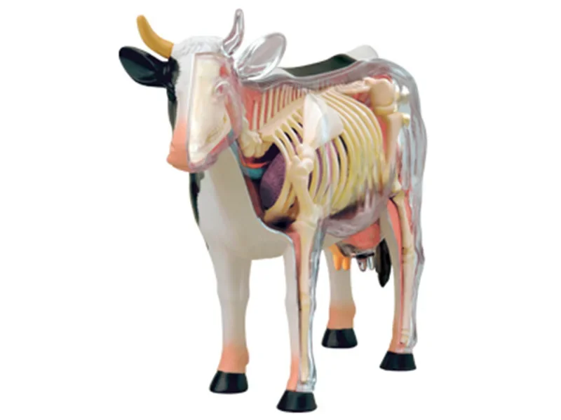 Educational Assembling Toys Simulation Animal Biology Cow Organ Anatomy Medical Teaching Model