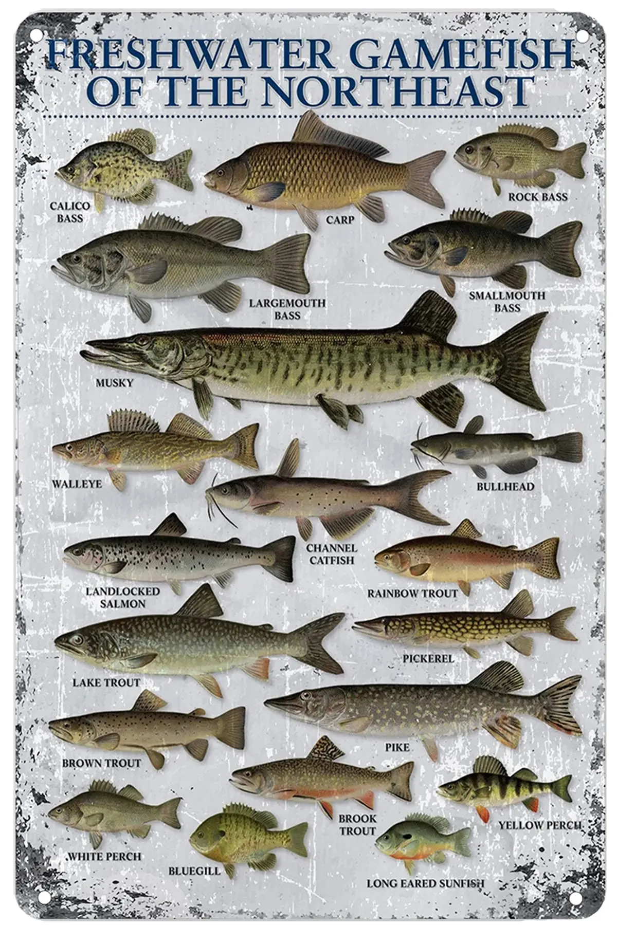 Tin Signs Freshwater Gamefish of The Northeast Retro Metal Sign for Home Coffee Wall Decor 8x12 Inch