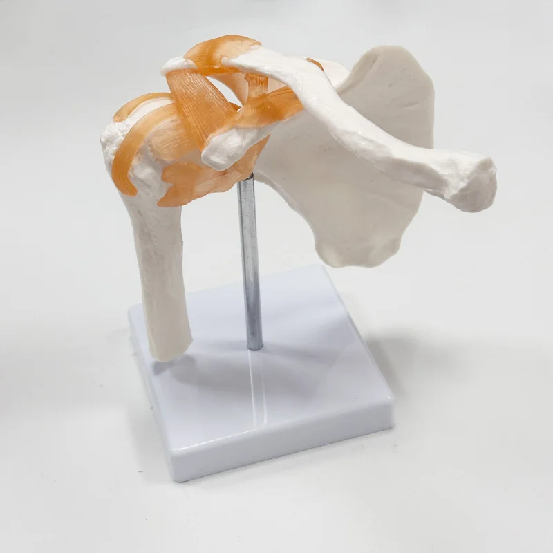 

Life Size Shoulder Joint Model Human Anatomy Skeleton for Teaching Study Equipment Tool