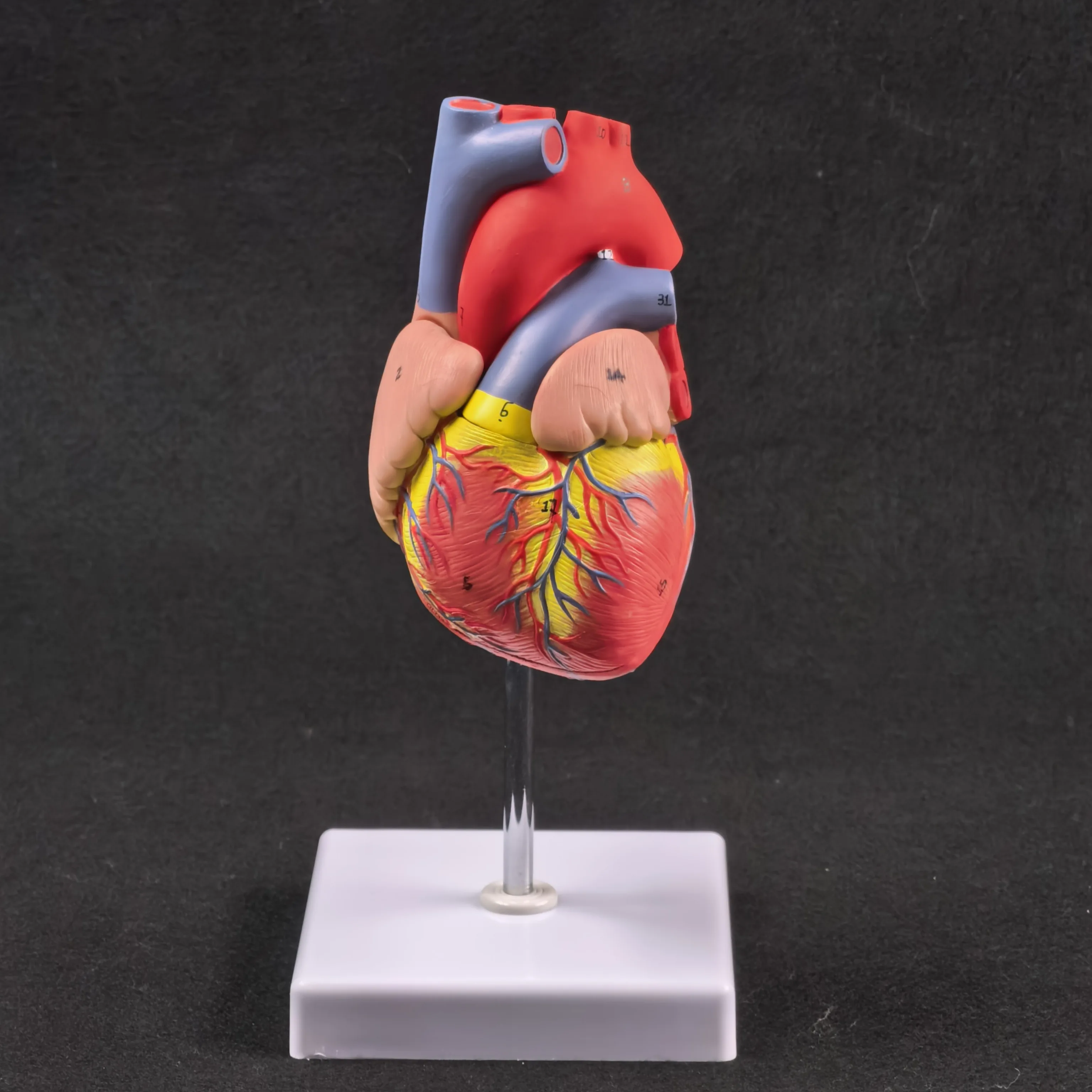 PVC 2 Part Life Size Human Heart Anatomy Model Mounted on White Base Cardiac Medical Learning High QL