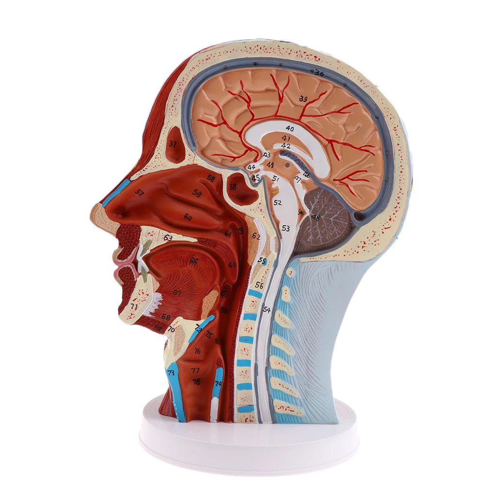 Modelo de enseñanza sagital, Cabeza Mediana, nervios, parótidos, columna Cervical