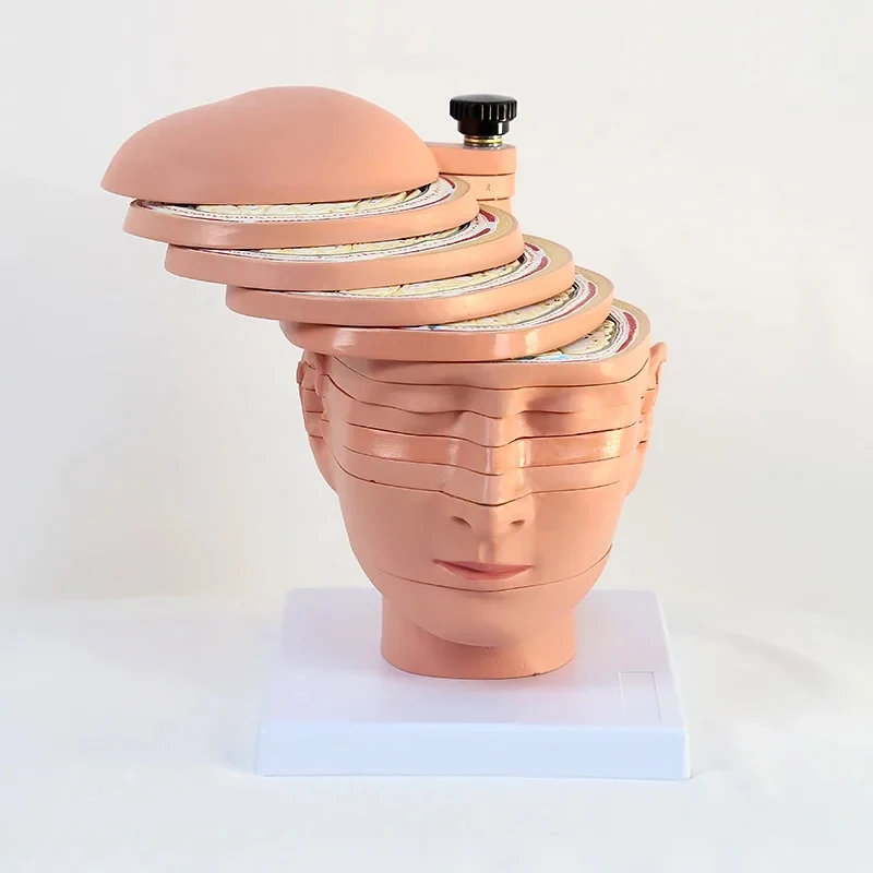 tomographic anatomy Human slice model-section imaging Brain nerve function teaching aids