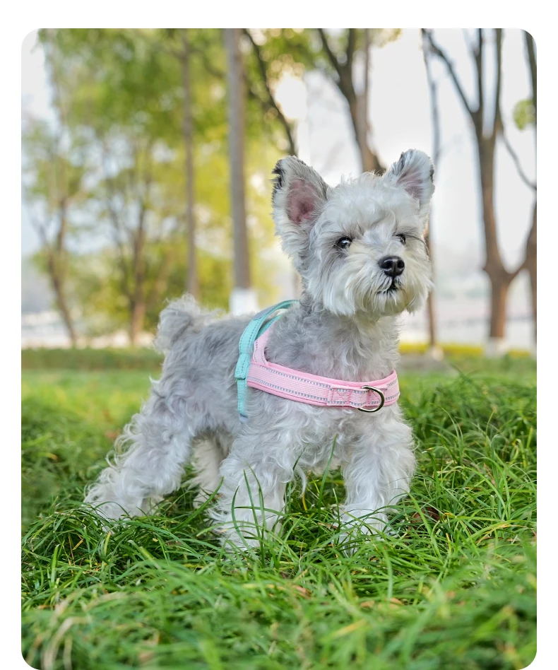 Hundegeschirr ohne Zugfunktion, T-Form, atmungsaktiv, für Frühling und Sommer, weich gepolstert, reflektierend, für den täglichen Gebrauch im Freien, zum Hineinschlüpfen, für Spaziergänge und Wanderungen – Detail 20