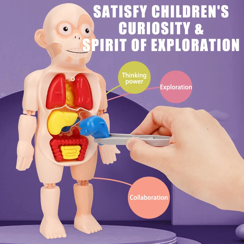 Children\'s Montessori 3D Puzzle Human Body Anatomy Model Educational Learning Organ Assembled Toy Body Organ Teaching Tool