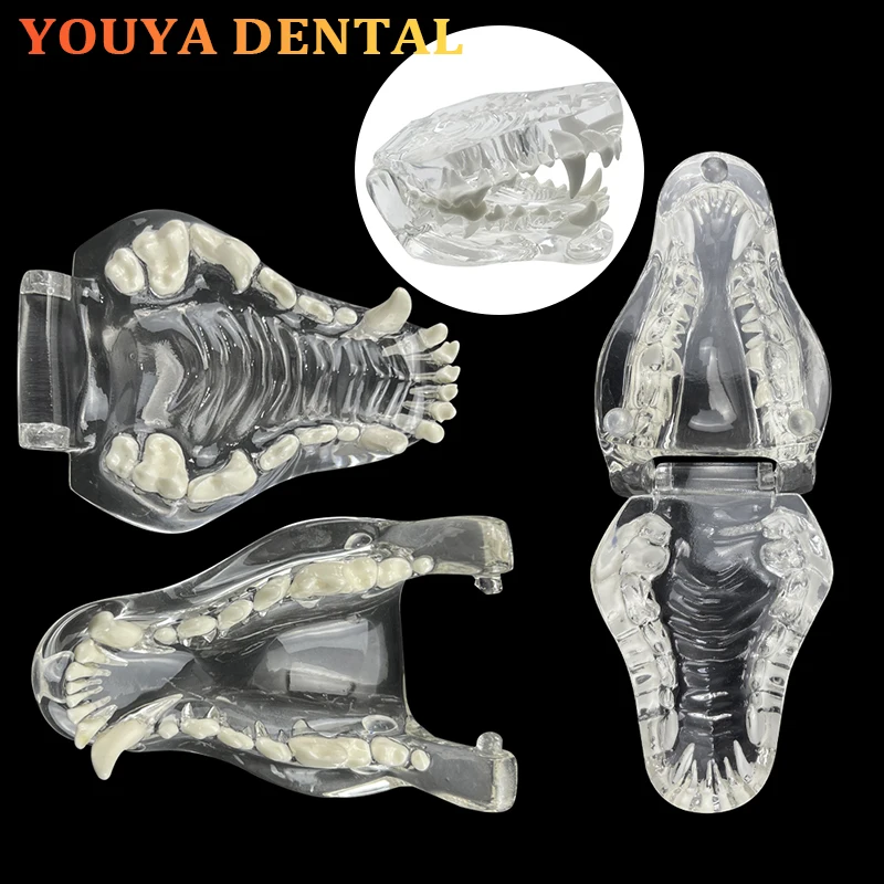 

1 шт., прозрачная модель из смолы для зубов собаки, стоматологическая ветеринарная клиника, тренировочная коммуникационная модель, инструмент