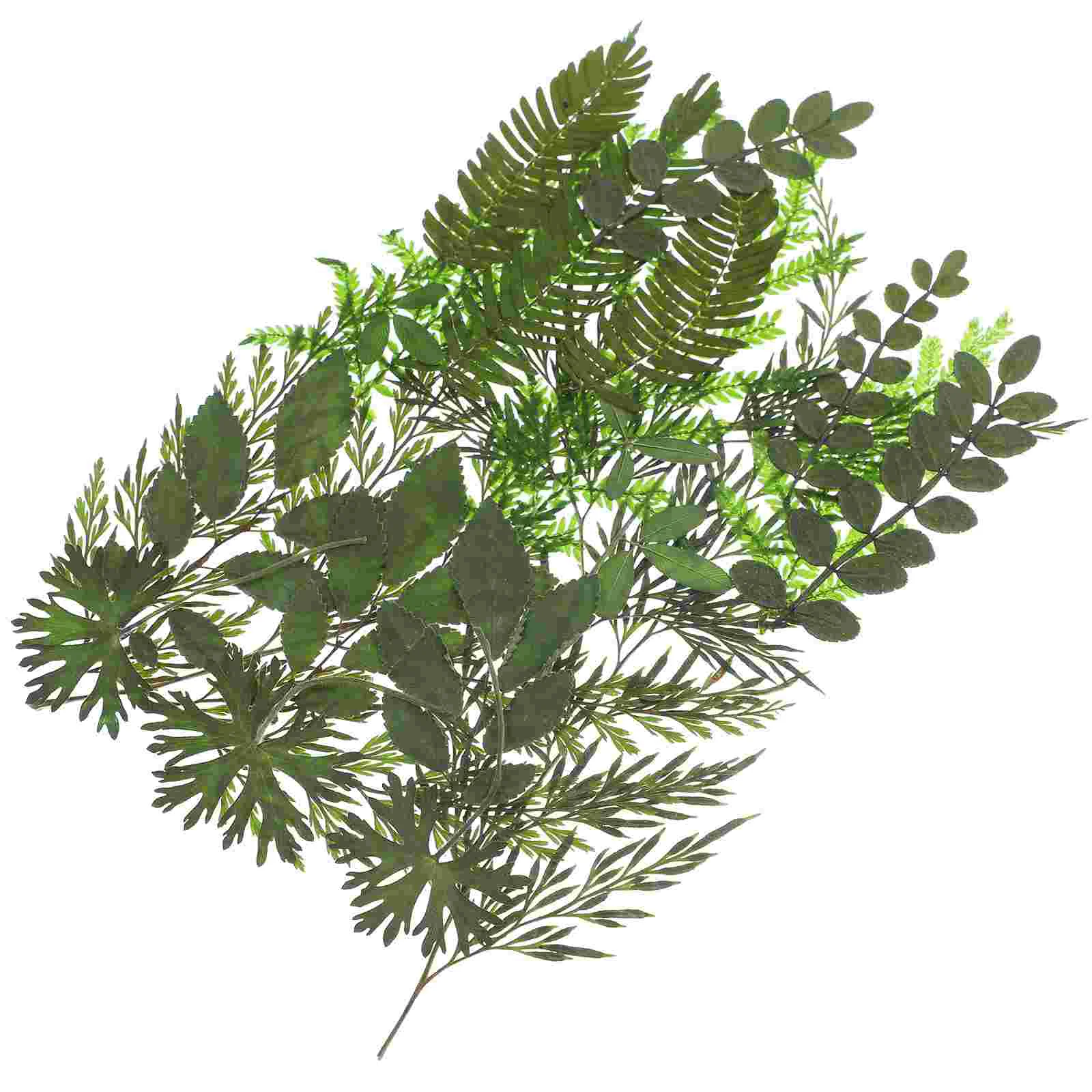 

Pressed Ferns for Crafts Dried Flowers and Leaves Embossed Handmade Materials Plant Specimens Faux Plants Indoor Baby