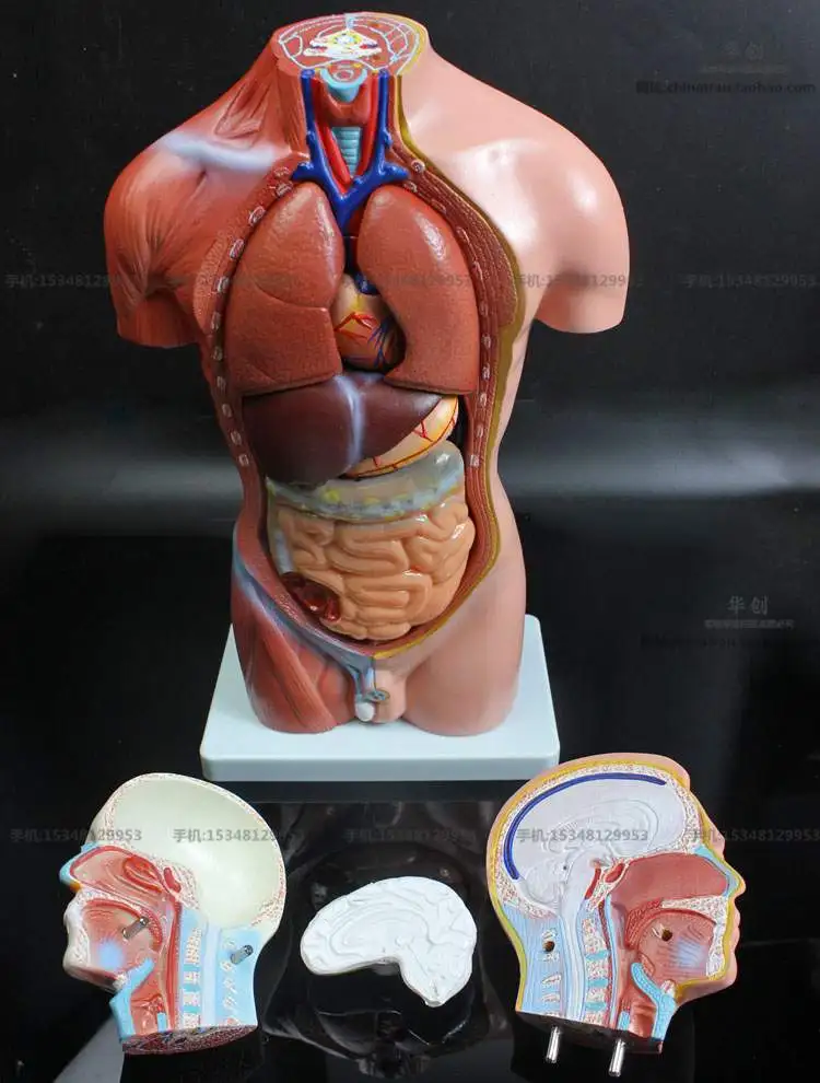 Medical teaching model 42CM 12part human torso anatomical model human organs visceral muscle model Trunk anatomy model Removable