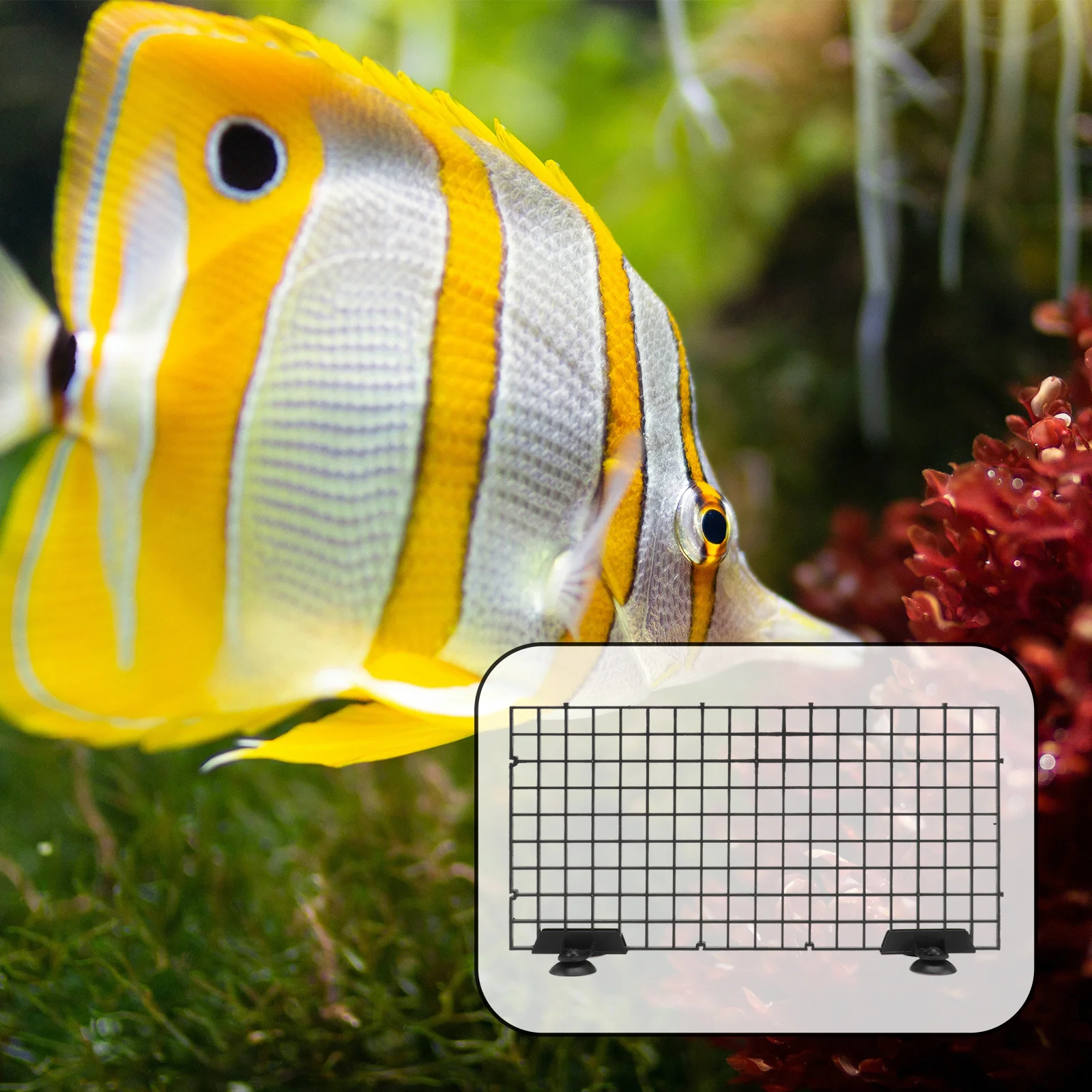 

Breeder Large Fry Segregation With Clamps Black Hatchery Separation Tank Breeding Raising Board Nursery Net Filter Grid Cage