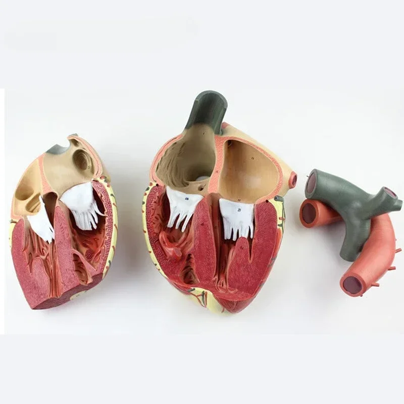 High-end Medical Magnification Human Heart Anatomy Model, Teaching B-ultrasound Color Doppler Echocardiography